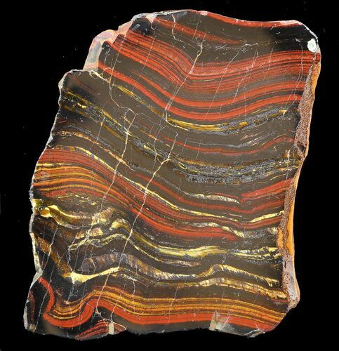 Polished Tiger Iron Stromatolite - ( Billion Years) #42622